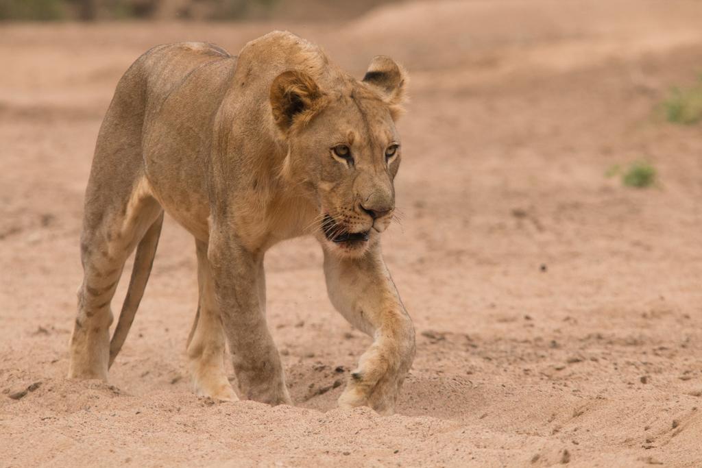 Leopard Mountain Safari Lodge Manyoni Private Game Reserve Exteriér fotografie